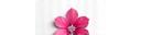Sakura IT Solutions ロゴ